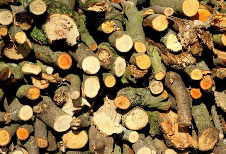 arborist skåne